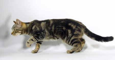 Brown Tabby Domestic Cat, Pussy On White Background