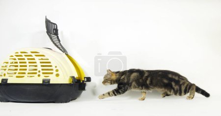 Photo for Brown Tabby Domestic Cat, Pussy and its Carrying Basket - Royalty Free Image