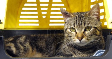 Téléchargez les photos : Brown Tabby Domestic Cat, Pussy and its Carrying Basket - en image libre de droit
