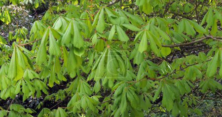 Photo for Leaves of Chestnut Tree, aesculus hippocastanum, Normandy in France - Royalty Free Image