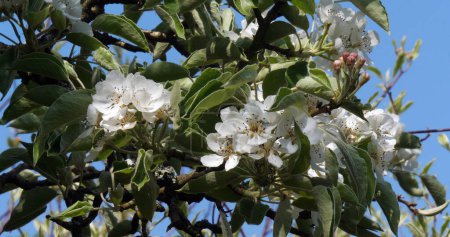 Foto de Sucursal del manzano en Flores, Normandía en Francia - Imagen libre de derechos