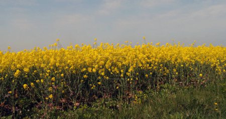 Photo for Wind and Rape field, brassica napus, Normandy in France - Royalty Free Image