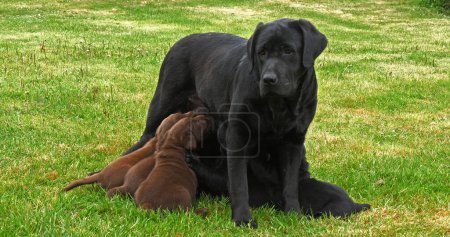 Photo for Black Labrador Retriever Bitch That Feeds Black and Brown Puppies, Normandy in France - Royalty Free Image