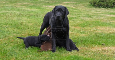 Téléchargez les photos : Black Labrador Retriever Bitch That Feeds Black and Brown Puppies, Normandy in France - en image libre de droit