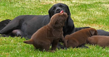 Téléchargez les photos : Black Labrador Retriever Bitch and Black and Brown Puppies on the Lawn, Normandy - en image libre de droit