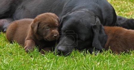Photo for Black Labrador Retriever Bitch and Black and Brown Puppies on the Lawn, Normandy - Royalty Free Image