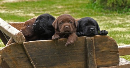Photo for Labrador Retriever, Brown and Black Puppies in a Wheelbarrow, Normandy in France - Royalty Free Image