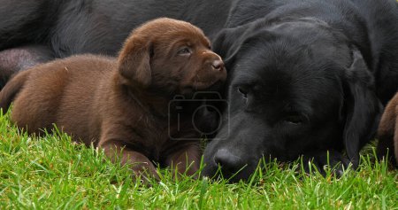 Téléchargez les photos : Black Labrador Retriever Bitch and Black and Brown Puppies on the Lawn, Normandy - en image libre de droit
