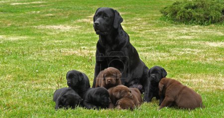 Photo for Black Labrador Retriever Bitch and Black and Brown Puppies on the Lawn, Normandy - Royalty Free Image