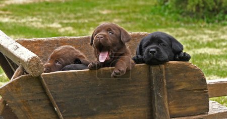 Foto de Labrador Retriever, Cachorros marrones y negros en una carretilla, Normandía en Francia - Imagen libre de derechos