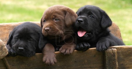 Photo for Labrador Retriever, Brown and Black Puppies in a Wheelbarrow, Normandy in France - Royalty Free Image