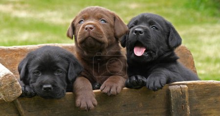 Téléchargez les photos : Labrador Retriever, Chiots bruns et noirs dans une brouette, Normandie en France - en image libre de droit