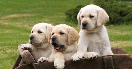 Photo for Labrador Retriever, Yellow Puppies in a Wheelbarrow, Normandy in France - Royalty Free Image