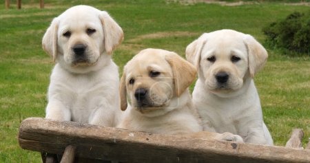 Téléchargez les photos : Labrador Retriever, Chiots jaunes dans une brouette, Normandie en France - en image libre de droit