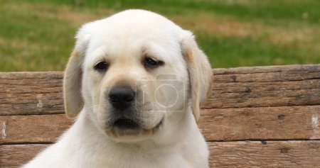 Téléchargez les photos : Labrador Retriever, Portrait de chiot jaune dans une brouette, Normandie en France - en image libre de droit