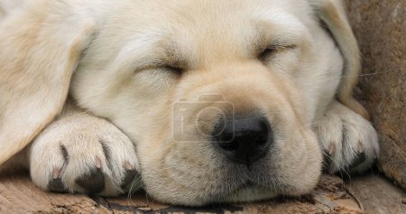 Téléchargez les photos : Labrador Retriever, Chiot jaune dormant dans une brouette, Normandie en France - en image libre de droit