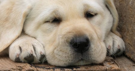 Téléchargez les photos : Labrador Retriever, Chiot jaune dormant dans une brouette, Normandie en France - en image libre de droit