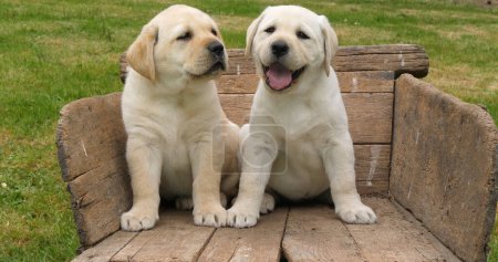 Téléchargez les photos : Labrador Retriever, deux chiots jaunes dans une brouette, Normandie en France - en image libre de droit