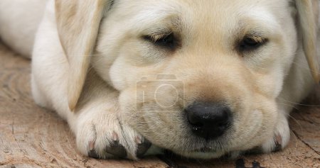 Photo for Labrador Retriever, Yellow Puppy sleeping in a Wheelbarrow, Normandy in France - Royalty Free Image