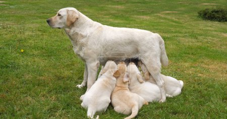 Téléchargez les photos : Yellow Labrador Retriever Bitch That Feeds Puppies, Suckling , Normandy in France - en image libre de droit