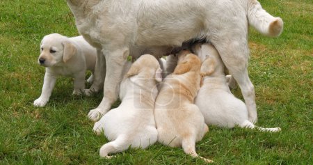 Photo for Yellow Labrador Retriever Bitch That Feeds Puppies, Suckling , Normandy in France - Royalty Free Image