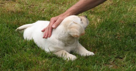 Photo for Yellow Labrador Retriever, Puppy Playing with his Mistress on the Lawn, Normandy in France - Royalty Free Image