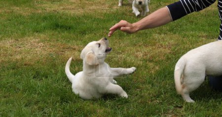 Photo for Yellow Labrador Retriever, Puppy Playing with his Mistress on the Lawn, Normandy in France - Royalty Free Image
