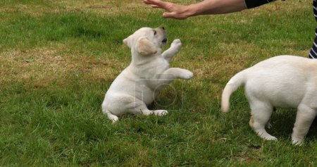 Téléchargez les photos : Yellow Labrador Retriever, Chiot jouant avec sa maîtresse sur la pelouse, Normandie en France - en image libre de droit