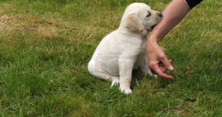 Téléchargez les photos : Yellow Labrador Retriever, Chiot jouant avec sa maîtresse sur la pelouse, Normandie en France - en image libre de droit