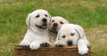Photo for Yellow Labrador Retriever, Puppies Playing in a Basket, Normandy in France - Royalty Free Image