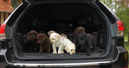 Photo for Yellow, Brown and Black Labrador Retriever, Puppies in the Trunk of a Car, Normandy in France - Royalty Free Image