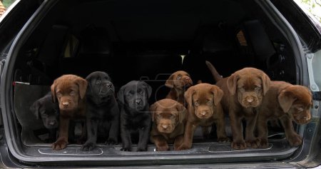 Photo for Brown and Black Labrador Retriever, Puppies in the Trunk of a Car, Normandy in France - Royalty Free Image