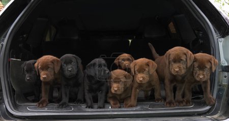 Photo for Brown and Black Labrador Retriever, Puppies in the Trunk of a Car, Normandy in France - Royalty Free Image
