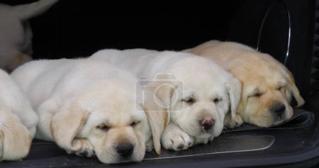Téléchargez les photos : Yellow Labrador Retriever, Chiots dormant dans le coffre d'une voiture, Normandie en France - en image libre de droit