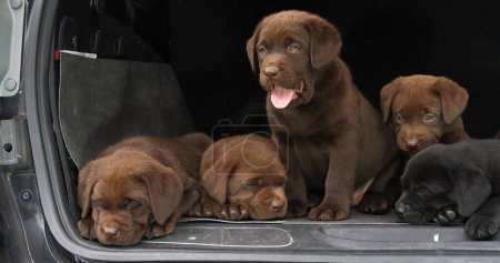Téléchargez les photos : Brown and Black Labrador Retriever, Chiots dans le coffre d'une voiture, Normandie en France - en image libre de droit