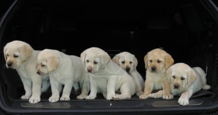 Photo for Yellow Labrador Retriever, Puppies in the Trunk of a Car, Normandy in France - Royalty Free Image
