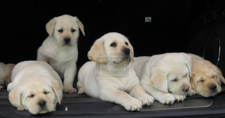 Photo for Yellow Labrador Retriever, Puppies Sleeping in the Trunk of a Car, Normandy in France - Royalty Free Image