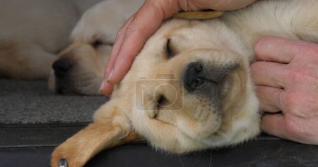 Photo for Yellow Labrador Retriever, Puppy Sleeping in the Trunk of a Car, Hand of Woman, Normandy in France - Royalty Free Image