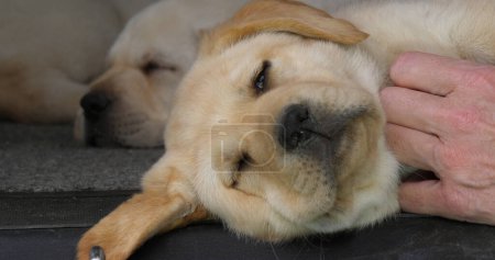 Téléchargez les photos : Yellow Labrador Retriever, Chiot dormant dans le coffre d'une voiture, Main de femme, Normandie en France - en image libre de droit