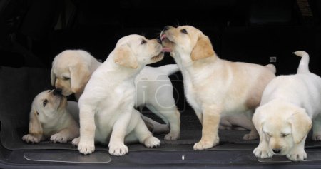 Téléchargez les photos : Yellow Labrador Retriever, Chiots dans le coffre d'une voiture, Léchage de nez, Normandie en France - en image libre de droit