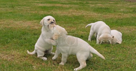 Téléchargez les photos : Yellow Labrador Retriever, Groupe de chiots jouant sur la pelouse, Normandie en France - en image libre de droit