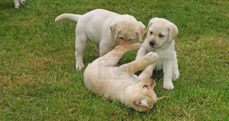 Téléchargez les photos : Yellow Labrador Retriever, Groupe de chiots jouant sur la pelouse, Normandie en France - en image libre de droit