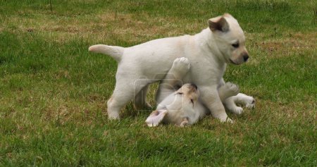 Téléchargez les photos : Yellow Labrador Retriever, Chiots jouant sur la pelouse, Normandie en France - en image libre de droit