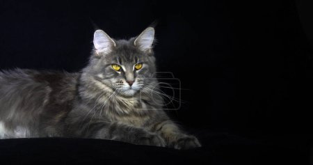 Photo for Blue Blotched Tabby Maine Coon Domestic Cat, Female laying against Black Background, Normandy in France - Royalty Free Image