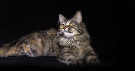 Photo for Tortie Maine Coon Domestic Cat, Female laying against Black Background, Normandy in France - Royalty Free Image