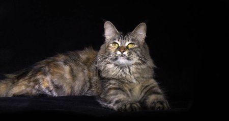 Téléchargez les photos : Tortie Maine Coon Chat domestique, femelle posée sur fond noir, Normandie en France - en image libre de droit