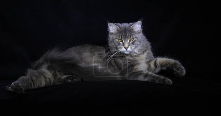 Photo for Blue Blotched Tabby Maine Coon Domestic Cat, Female laying against Black Background, Normandy in France - Royalty Free Image