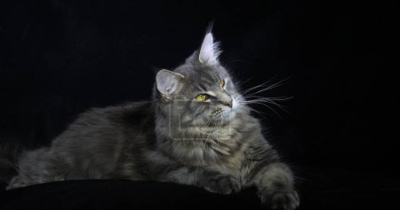 Téléchargez les photos : Blue Blotched Tabby Maine Coon Chat domestique, femelle posée sur fond noir, Normandie en France - en image libre de droit