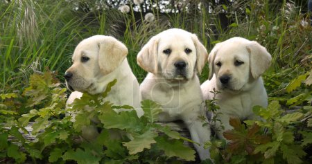 Téléchargez les photos : Yellow Labrador Retriever, Chiots dans la végétation, Normandie en France - en image libre de droit