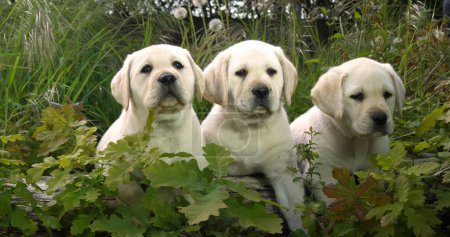 Téléchargez les photos : Yellow Labrador Retriever, Chiots dans la végétation, Normandie en France - en image libre de droit